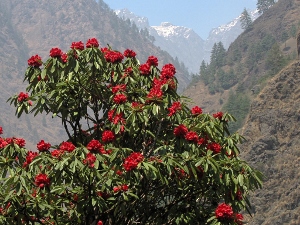 Manaslu-Circuit